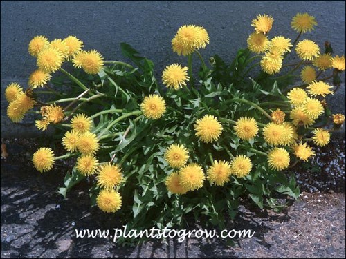 Danedelion (Taraxacum officinale)
This plant was growing in a crack in a paved area.